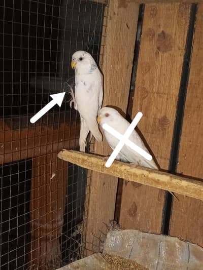 Budgies Male Our Cocktail Parrots For Sale