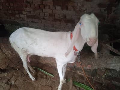 Rajan puri Bakri 04 month ki gaban hai
