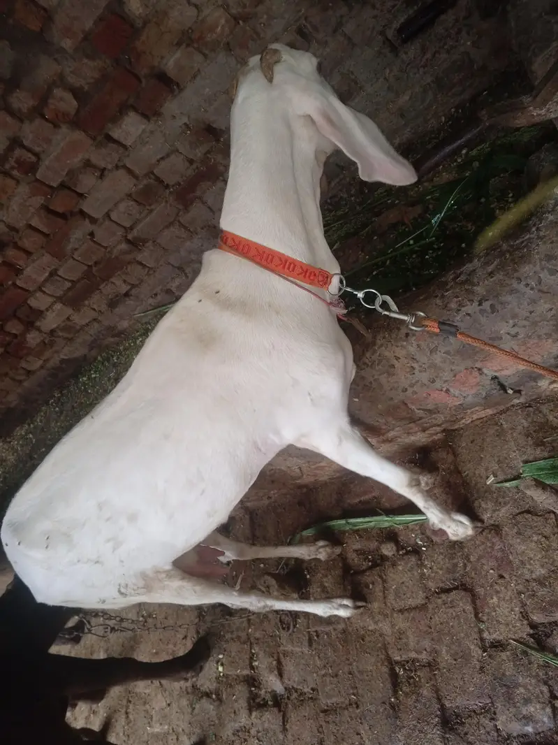 Rajan puri Bakri 04 month ki gaban hai — photo 2