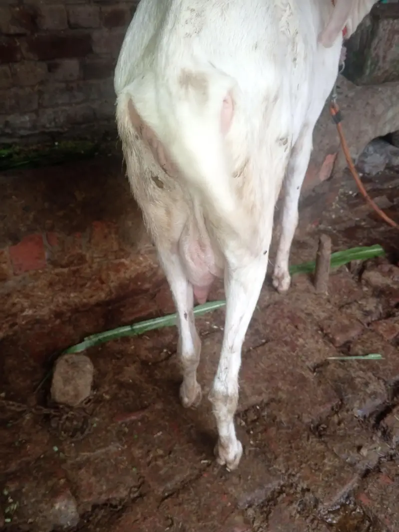 Rajan puri Bakri 04 month ki gaban hai — photo 3