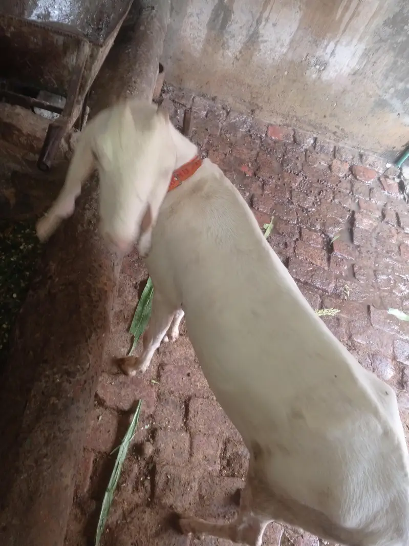 Rajan puri Bakri 04 month ki gaban hai — photo 4