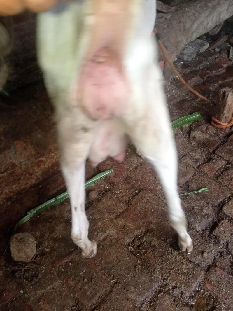 Rajan puri Bakri 04 month ki gaban hai — photo 5