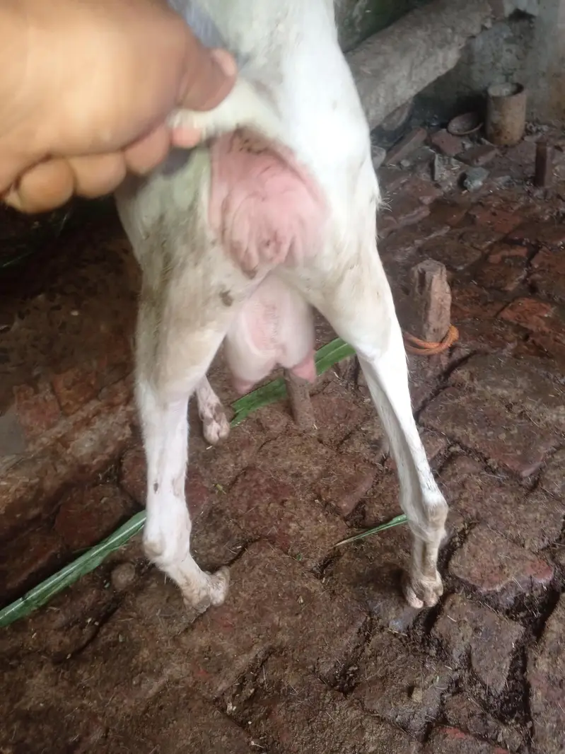 Rajan puri Bakri 04 month ki gaban hai — photo 6