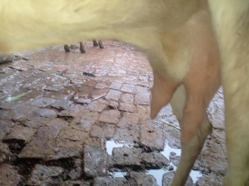 Rajan puri Bakri 04 month ki gaban hai — photo 7