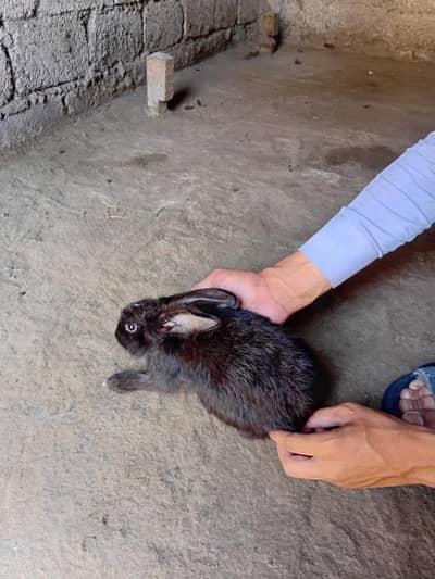 healthy black rabbit for sale