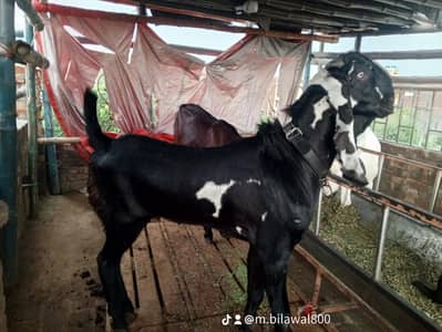 kala dyna amrt sari betal
