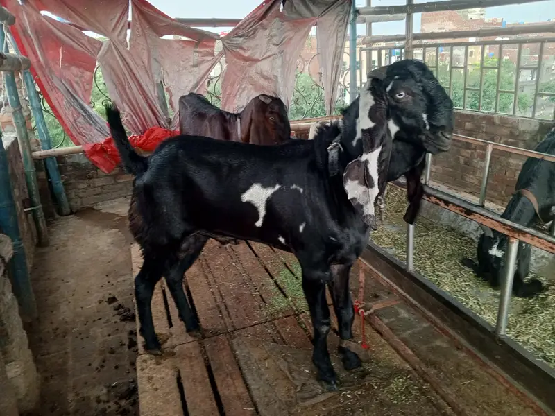 kala dyna amrt sari betal — photo 2
