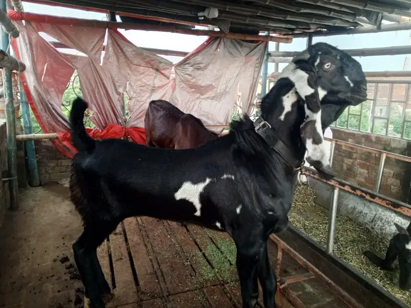kala dyna amrt sari betal — photo 3