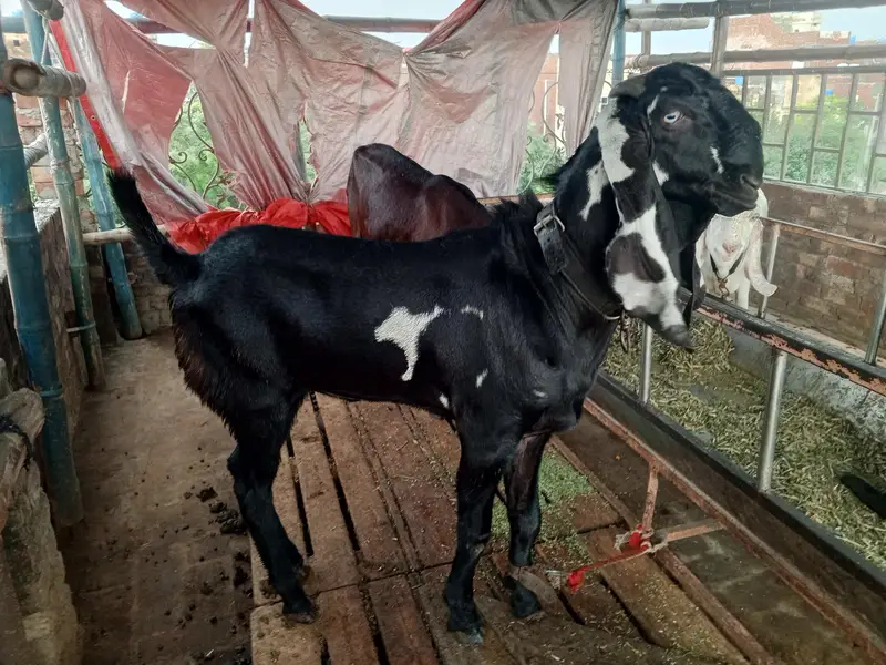 kala dyna amrt sari betal — photo 4