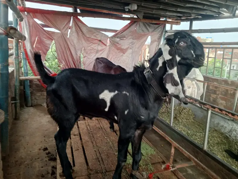 kala dyna amrt sari betal — photo 6