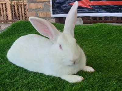 Newziland white top quality 5kg bloodline bunny's available