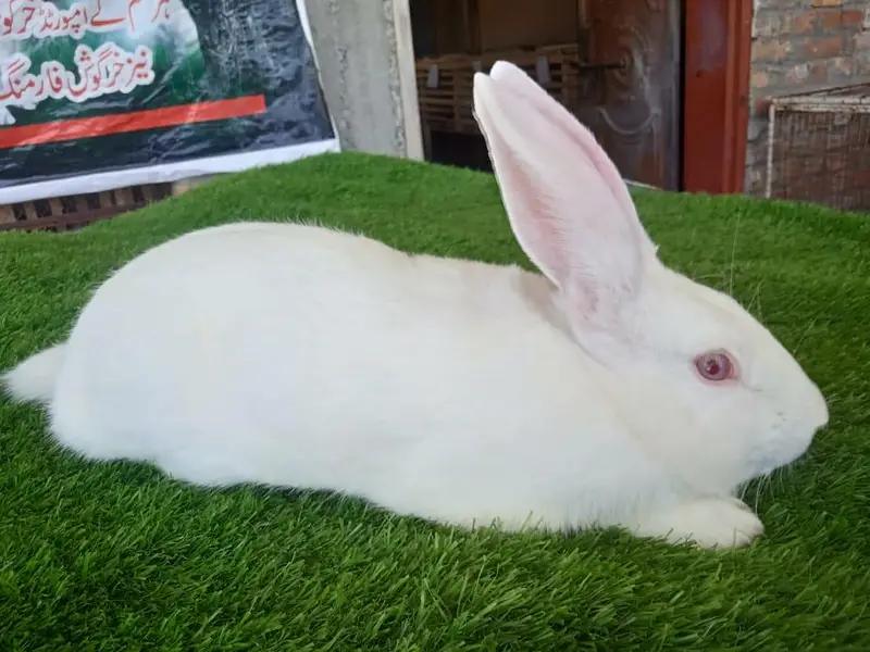 Newziland white top quality 5kg bloodline bunny's available — photo 2