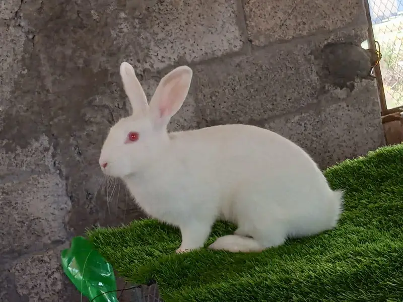 Newziland white top quality 5kg bloodline bunny's available — photo 3