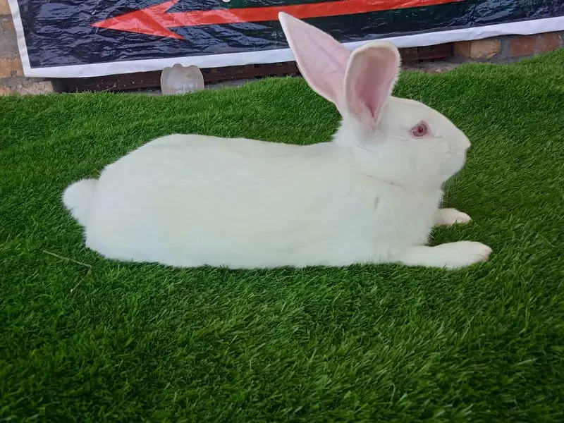 Newziland white top quality 5kg bloodline bunny's available — photo 4