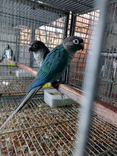 blue turquoise/torquoise bf-bc conure pairs available