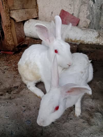 white breeder pair red eyes