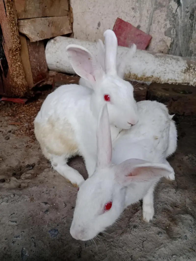 white breeder pair red eyes