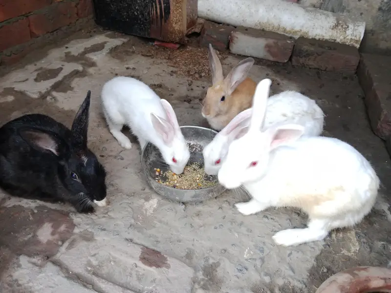 white breeder pair red eyes — photo 2