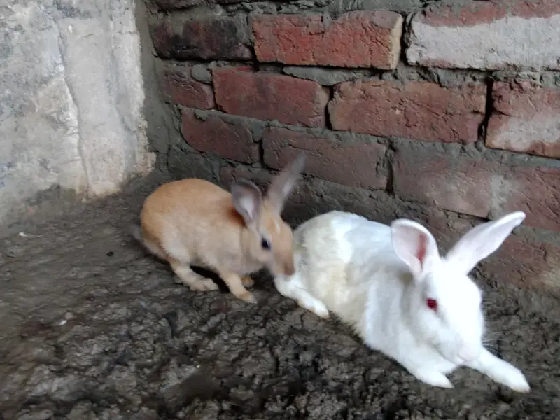 white breeder pair red eyes — photo 3