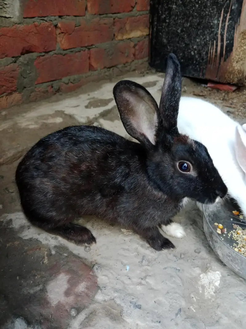 white breeder pair red eyes — photo 4