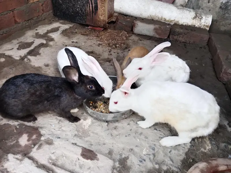 white breeder pair red eyes — photo 5