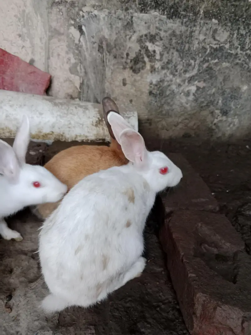 white breeder pair red eyes — photo 6