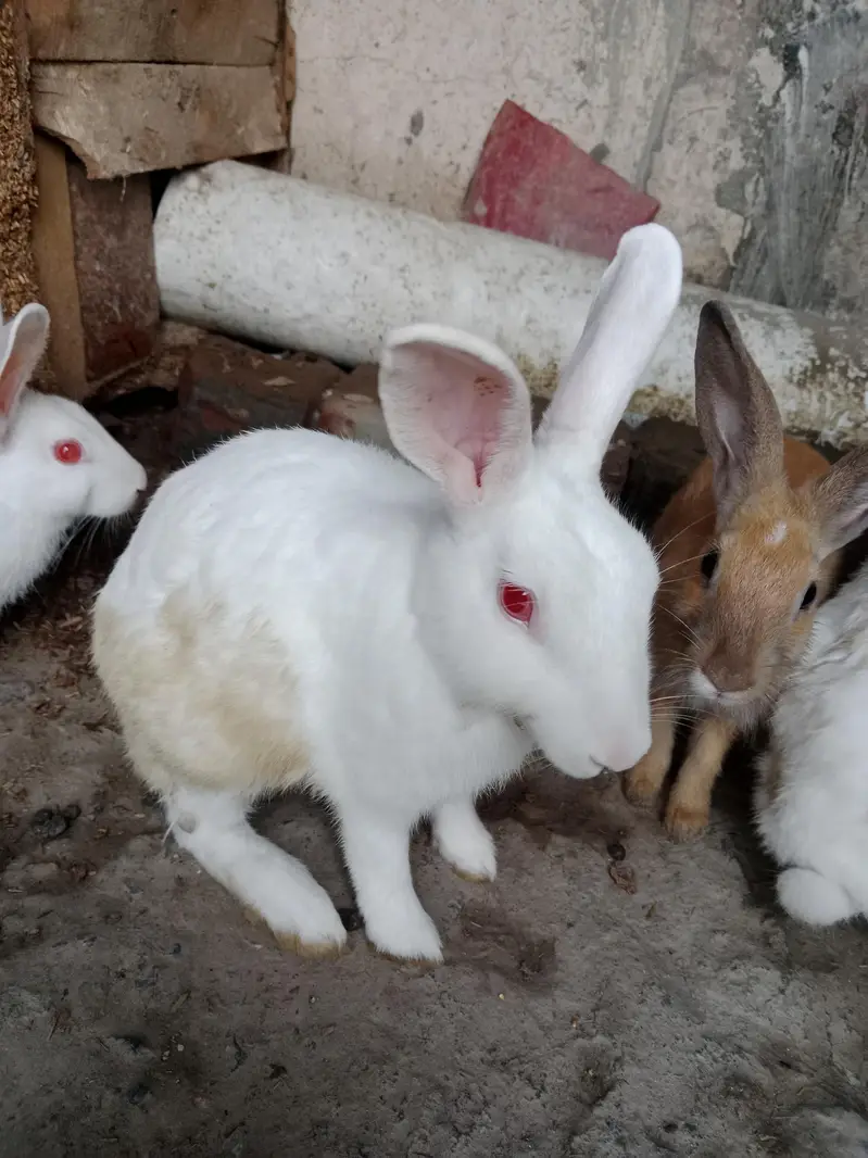 white breeder pair red eyes — photo 7