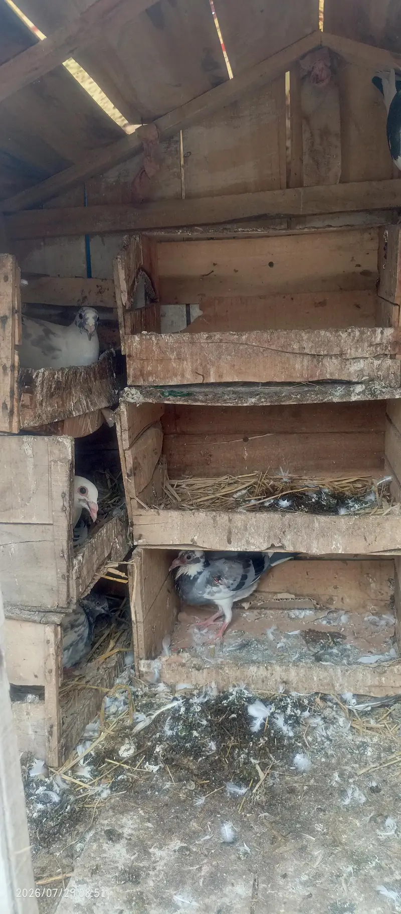 kabutar sherazi — photo 3