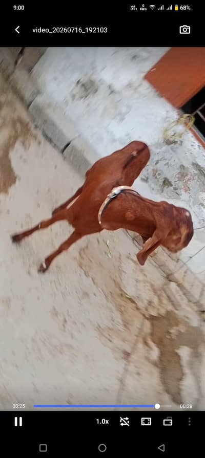 1 male 3 path for sale