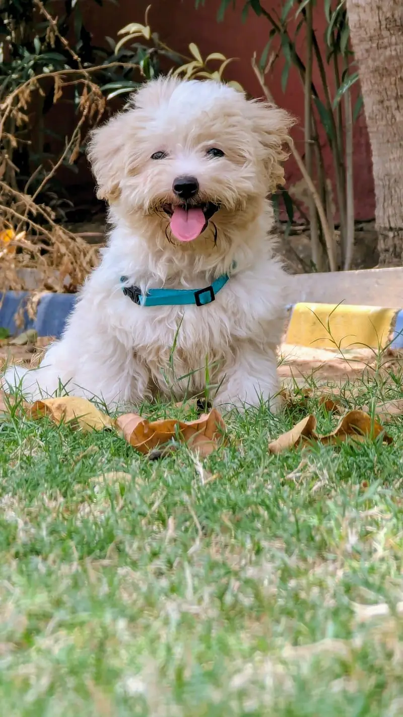 Maltese Poo cute puppy and so friendly — photo 2