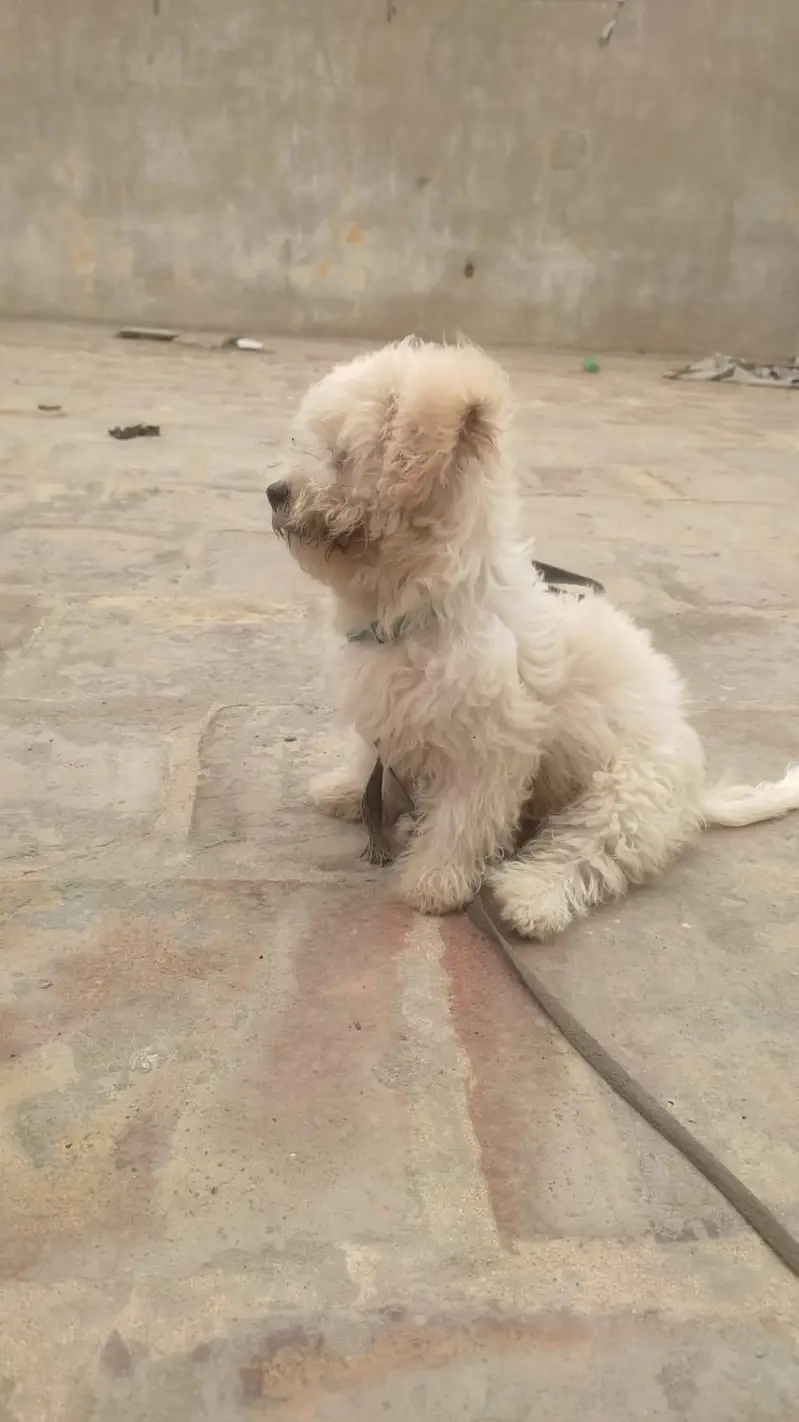 Maltese Poo cute puppy and so friendly — photo 3