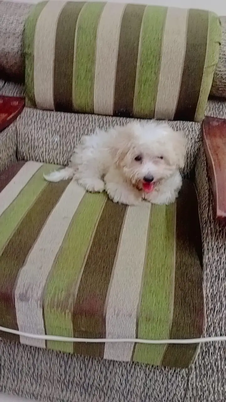 Maltese Poo cute puppy and so friendly — photo 4