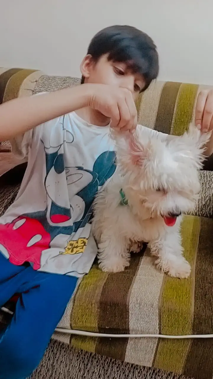 Maltese Poo cute puppy and so friendly — photo 5