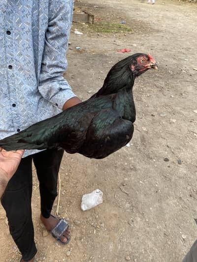 aseel murgi and murga for sale