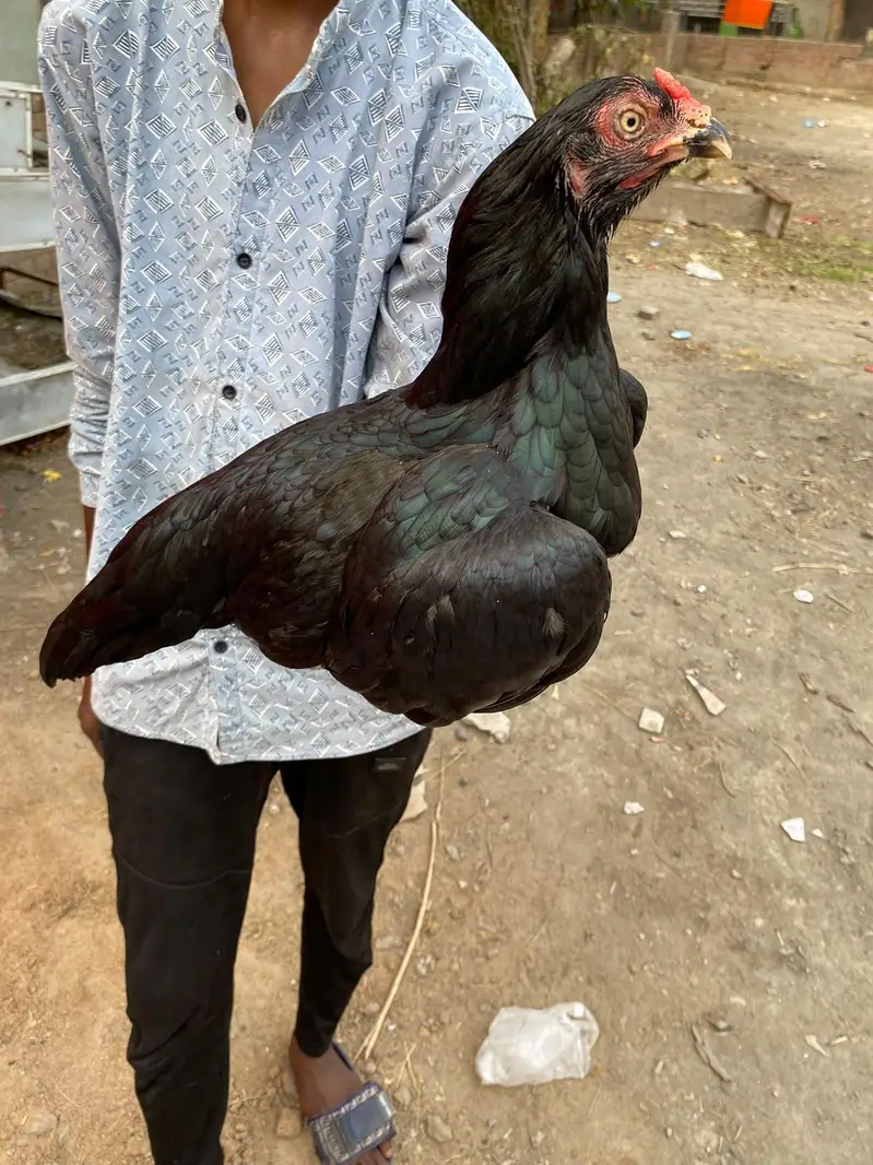 aseel murgi and murga for sale — photo 2
