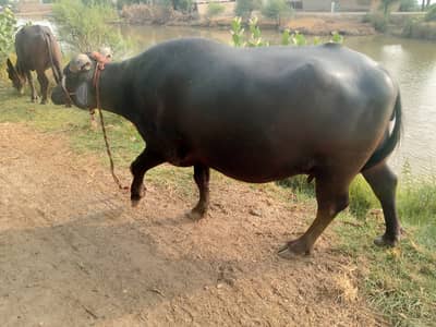 Buffalo for sale at larkana