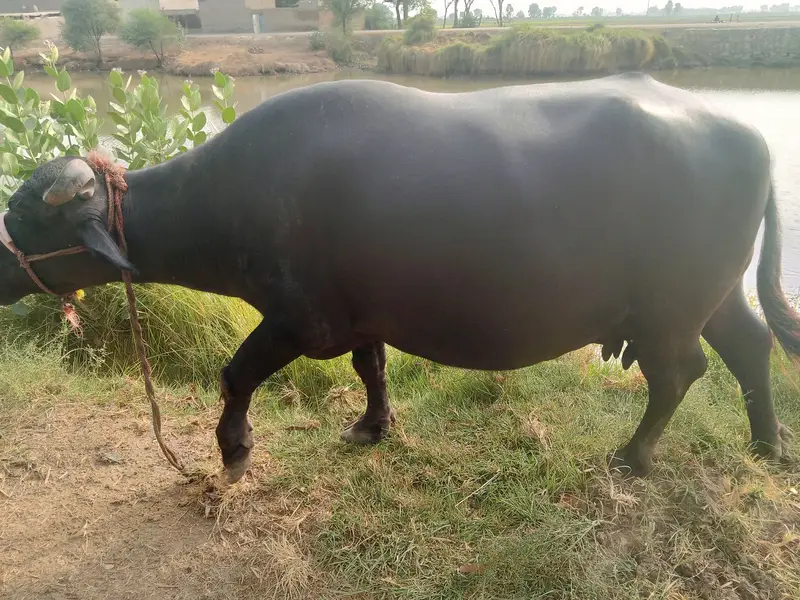 Buffalo for sale at larkana — photo 2