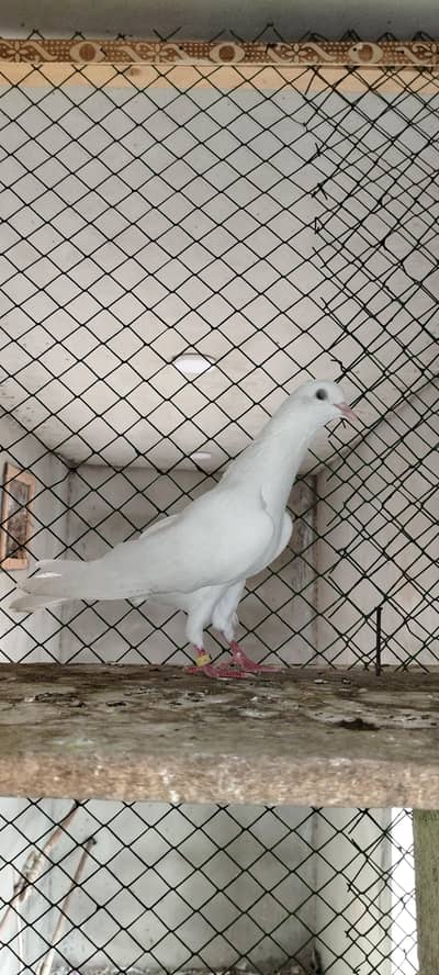 pure patti wale