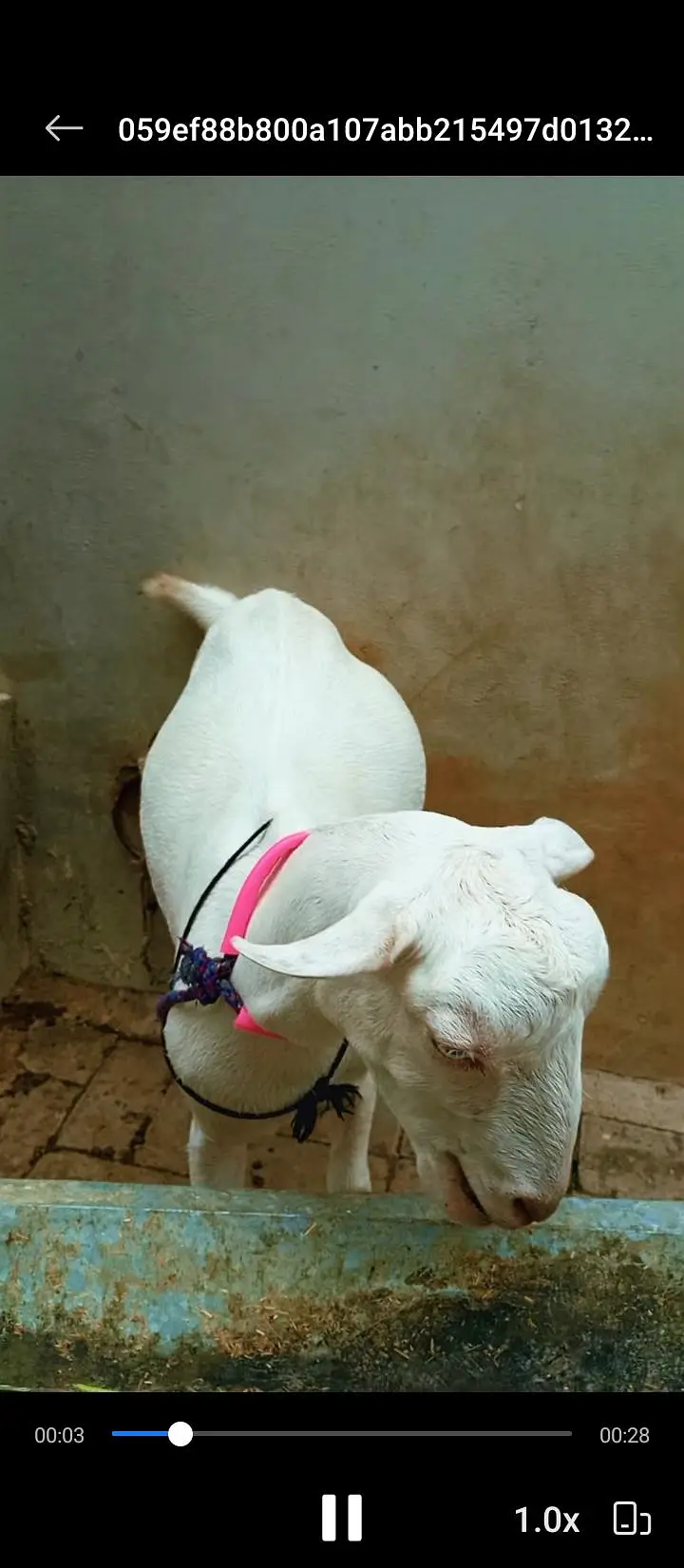 teddy bakri — photo 2