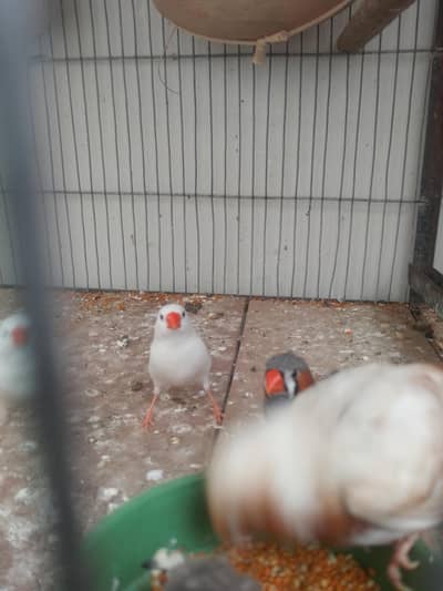 coman finches bhi he or rear bhi he