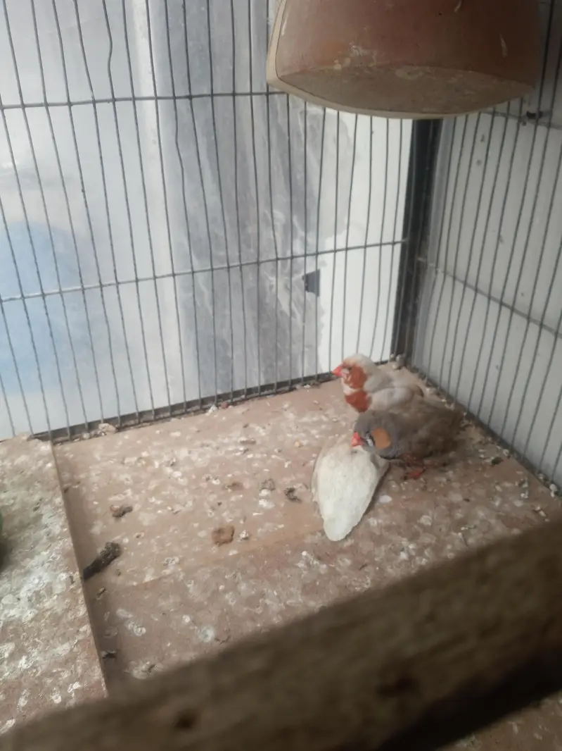 coman finches bhi he or rear bhi he — photo 3