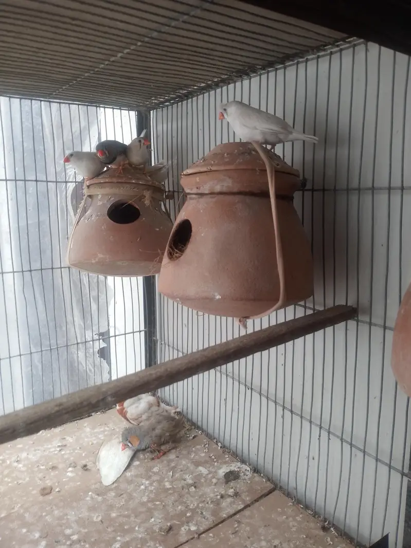 coman finches bhi he or rear bhi he — photo 4