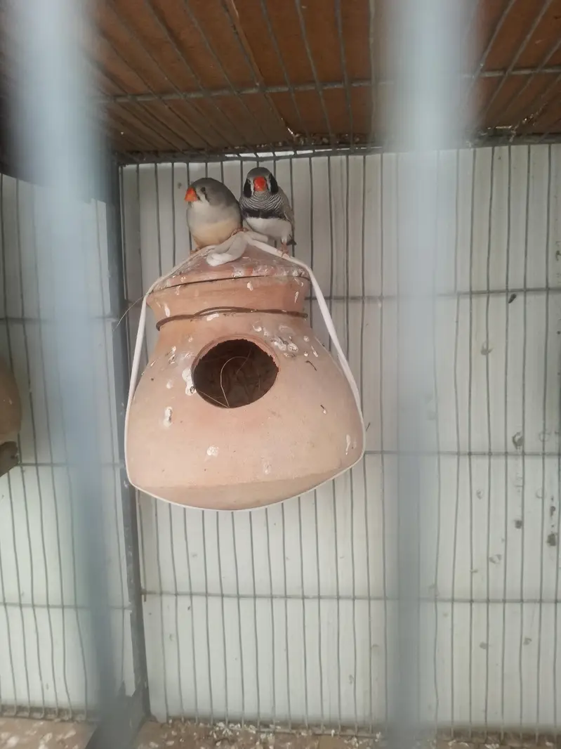 coman finches bhi he or rear bhi he — photo 5