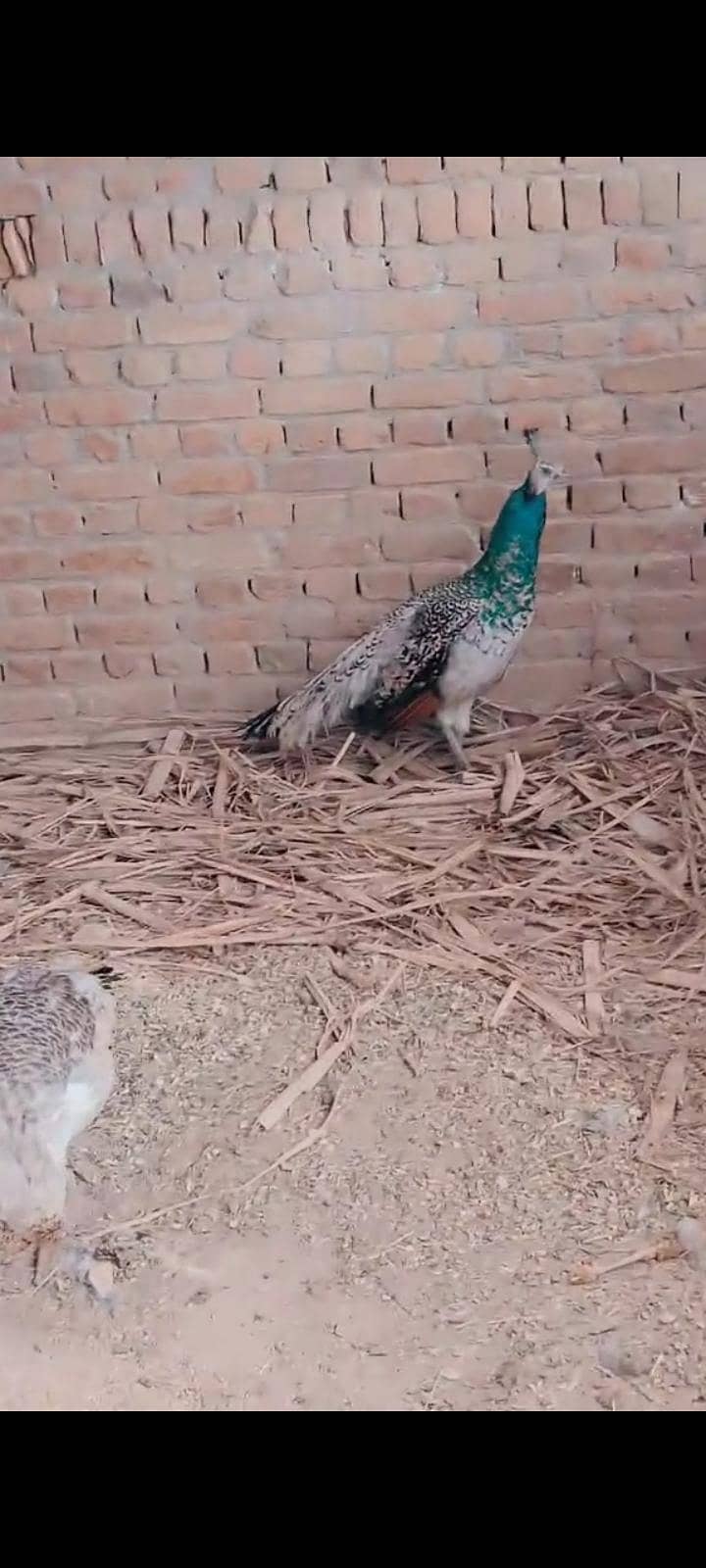 peacock 0
