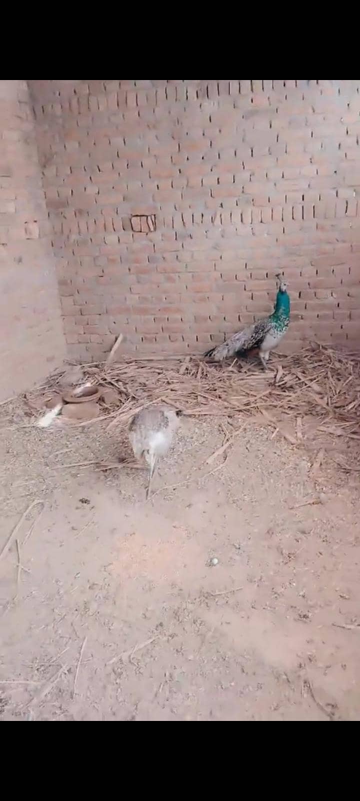 peacock 1