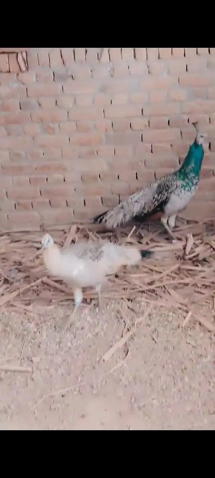 peacock — photo 3