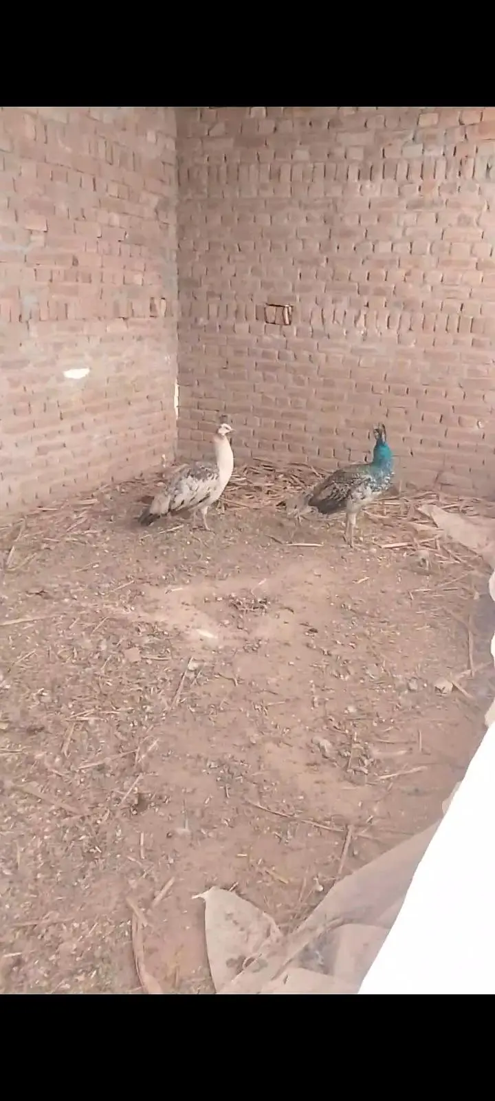 peacock — photo 4