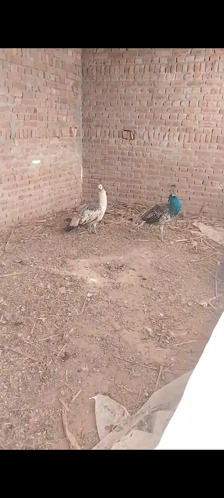 peacock — photo 5