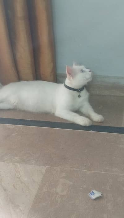 SELLING CAT