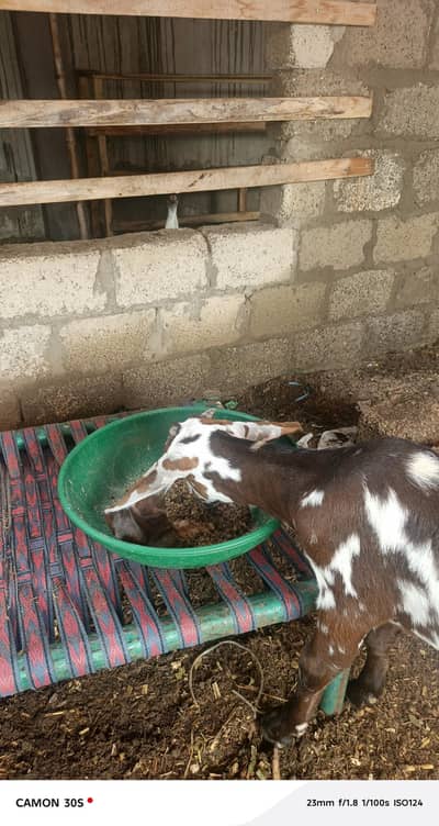 Goats for sale